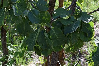 <i>Terminalia ferdinandiana</i> Species of tree