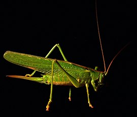 მწვანე კუტკალია (Tettigonia viridissima)