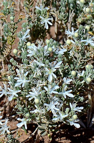 <i>Teucrium albicaule</i> Species of flowering plant