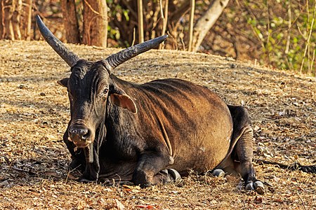 A cow on Cannon Hill on Elephanta Island, Maharashtra, India