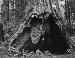 Pioneer Cabin Tree