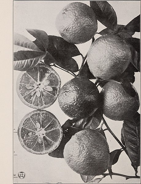 File:The acid lime fruit in Hawaii (1923) (16150553543).jpg