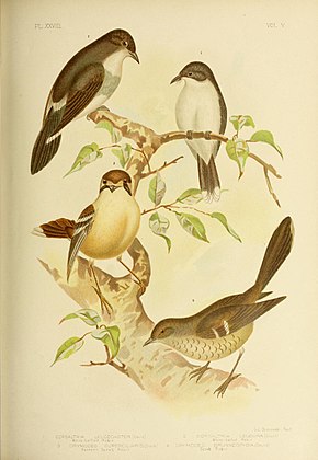 Beskrivelse af The Birds of Australia (16989411702) .jpg-billede.