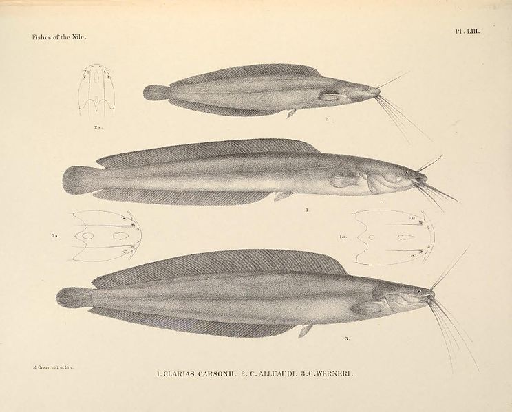 File:The fishes of the Nile (Pl. LIII) (6815501884).jpg