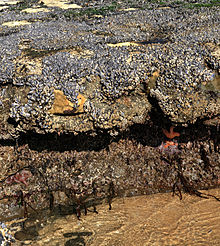 Tide pool at Natural Bridges Tidepools in Santa Cruz at low tide.jpg