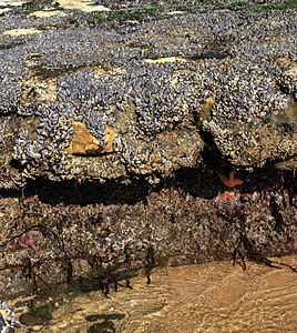 Tidepools