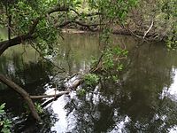 Tingalpa Creek