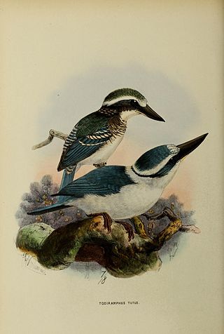 <span class="mw-page-title-main">Chattering kingfisher</span> Species of bird