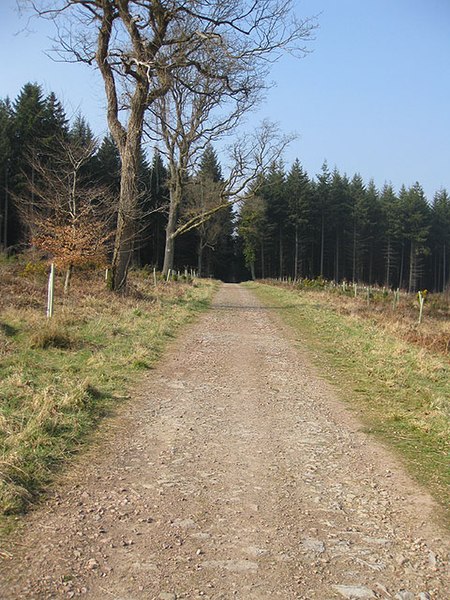 File:Trafalgar Avenue, Saintlow Inclosure - geograph.org.uk - 1234645.jpg