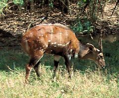 Tragelaphus scriptus (taxobox). 
 jpg