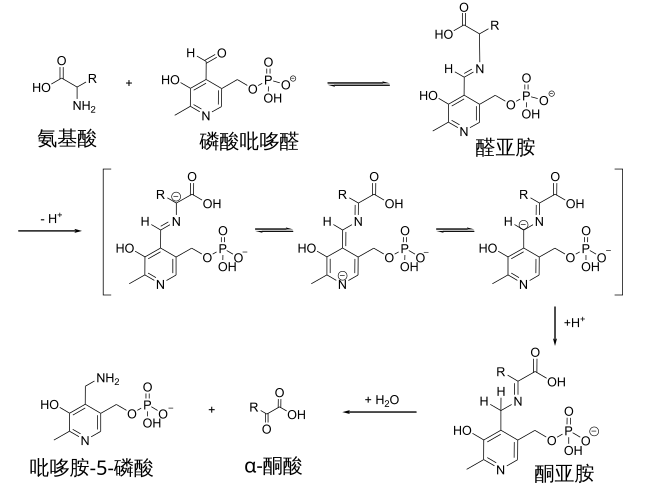 transamination mechanism