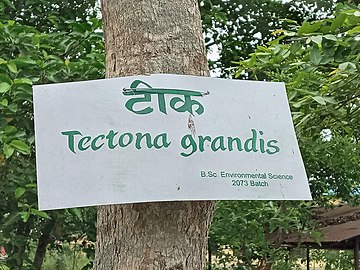 A tag on a teak tree inside the college premises