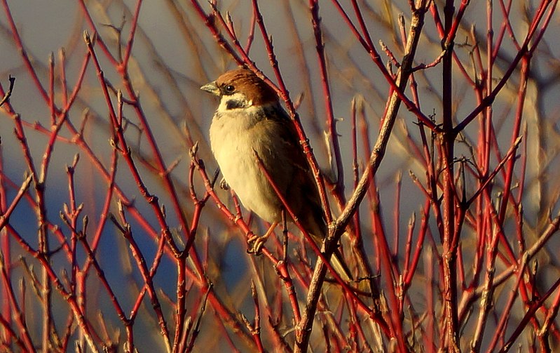 File:Tree sparrow (Passer montanus) Полско врабче.jpg