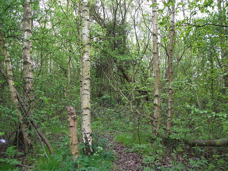 File:Trees at Springhead sidings site 2.jpg