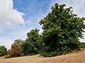 Trees in Shenstone Park in Crayford.