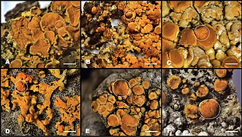 The lichenicolous Tremella caloplacae species complex on Teloschistaceae hosts: (A) on Xanthoria parietina, (B) on Rusavskia elegans, (C) on Variospora flavescens, (D) on Rusavskia sorediata, (E) on Calogaya pusilla, (F) on Xanthocarpia sp.; white circles enclose Tremella-induced galls. Scale bars = 1 mm. Tremella caloplacae.jpg