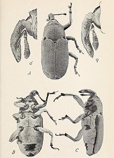 <i>Trichobaris</i> Genus of beetles