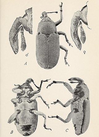 <i>Trichobaris mucorea</i> Species of beetle