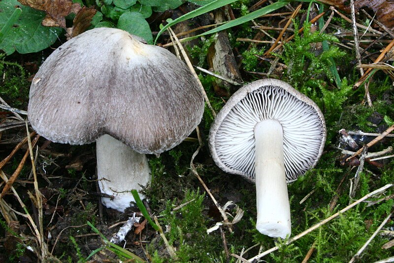 File:Tricholoma terreum 20061105wa.jpg