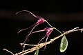 Trichosalpinx chamaelepanthes