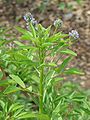 Habitus, Laubblätter und Blütenstände von Trigonella caerulea