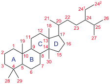 Steroid ring system. Trimethyl steroid-nomenclature.svg