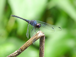 Black Stream Glider / Indigo Dropwing Trithemis festiva male