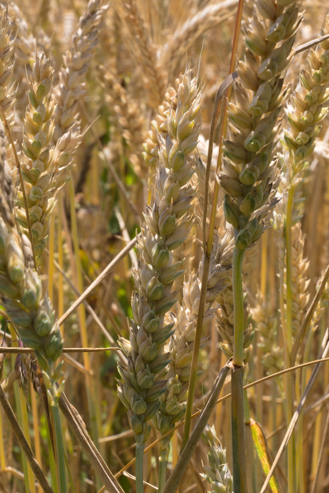 Triticum now or never. Triticum sinskajae. Triticum timopheevii. Triticum музыкант. Triticum albidum.