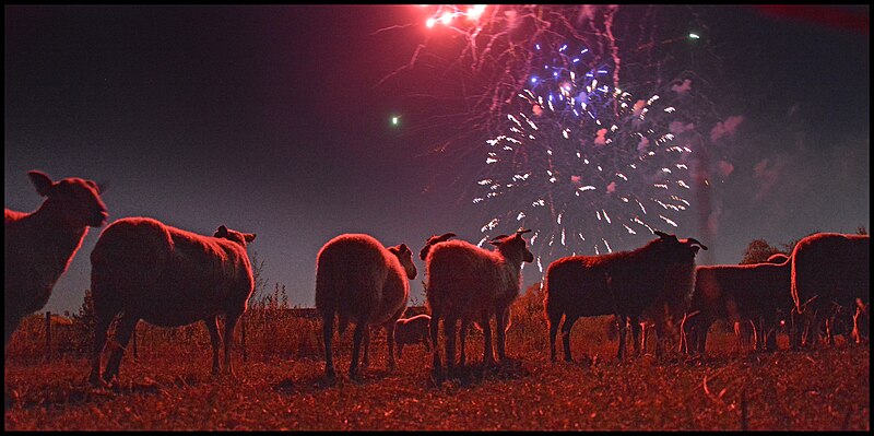 File:Troupeau de moutons et chèvres et un cheval près feu d'artifice 14 juillet Lille 2018 12 e.jpg