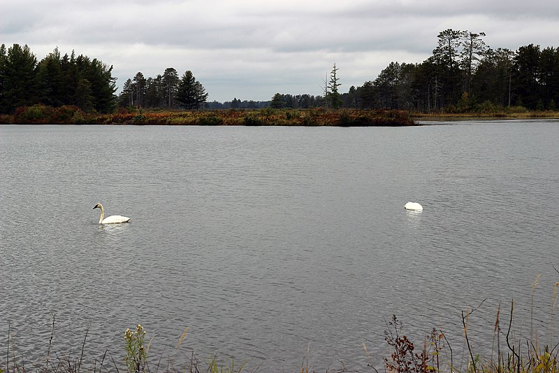 File:Trumpeter Swans (15272665320).jpg