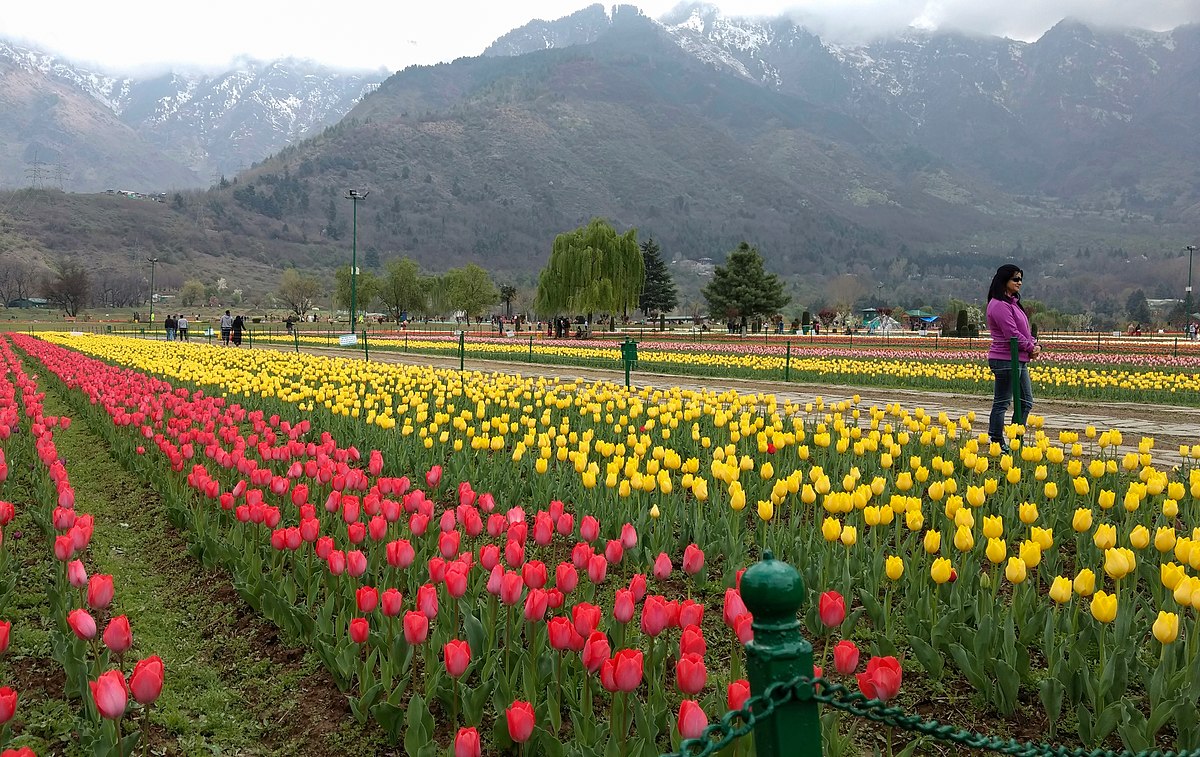 Indira Gandhi Memorial Tulip Garden - Wikipedia