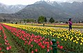 Tulip Garden india (cropped).jpg