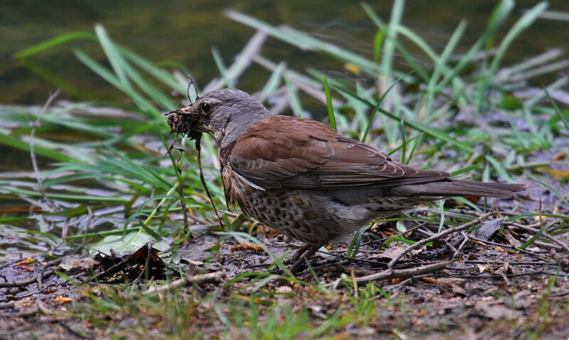 File:Turdus pilaris -collecting nest material-8.jpg