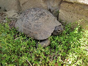 Greek tortoise (Testudo graeca) in Absheron Peninsulla. Photograph: Interfase