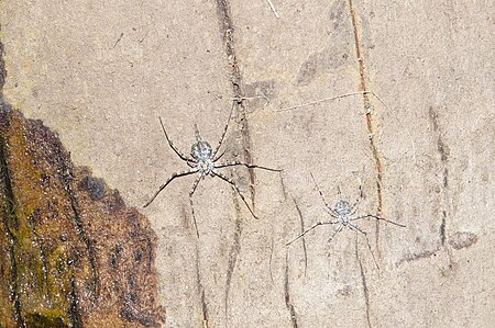 ไฟล์:Two-tailed spider 6180.jpg