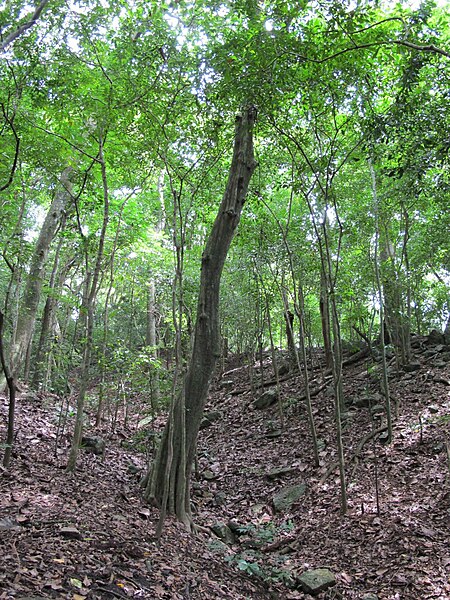 File:Udawattakele Forest scene 3.jpg