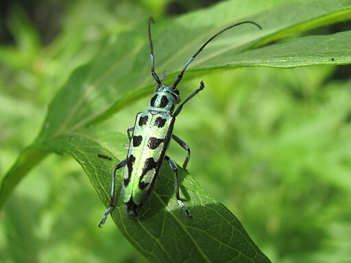 Unidentified Cerambycidae (female) 2