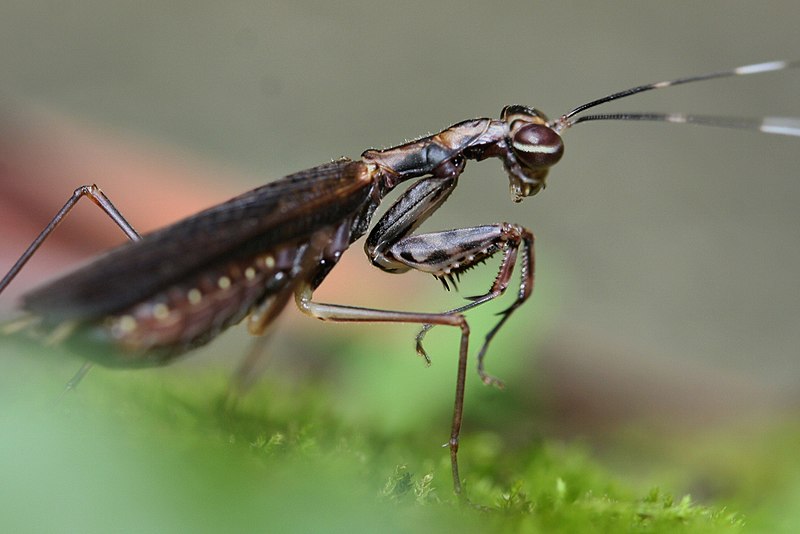 File:Unidentified Small Mantid Species (6165484686).jpg