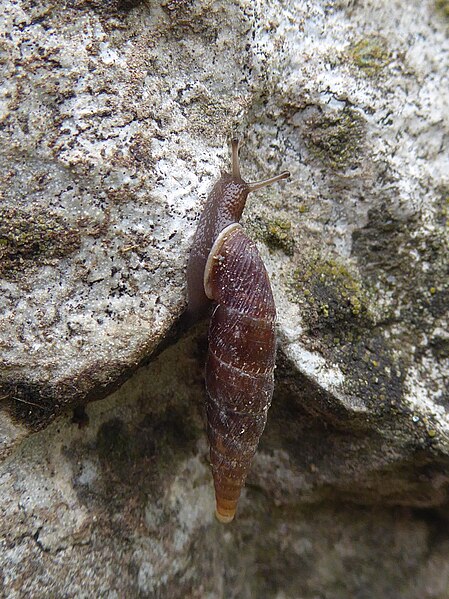 File:Unidentified snail Vallelaghi 03.jpg