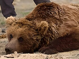 Urso-de-gobi fotografado em 2012