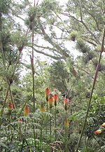 Miniatuur voor Bestand:Vegetation-du-maido.jpg