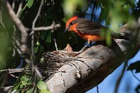 Oiseau rouge sur une pile de brindilles