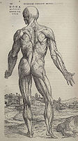 Andreas Vesalius