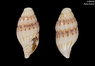 <i>Vexillum goubini</i> Species of gastropod