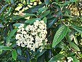 Viburnum x pragense