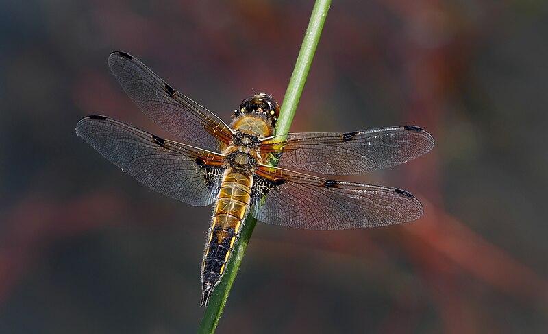 File:Vierfleck (Libellula quadrimaculata), Quellgebiet der Holzwarche bei Mürringen, Ostbelgien (27083323073).jpg