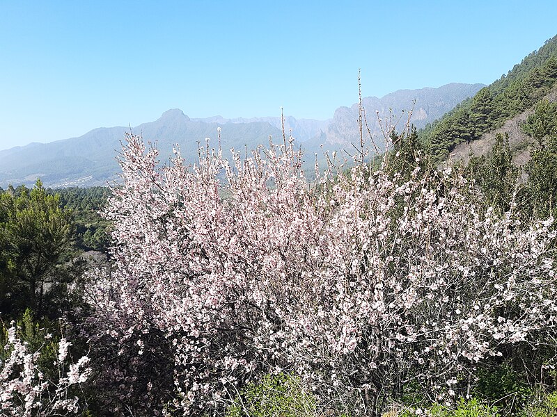 File:View to Bejenado, with almond blossom, La Palma.jpg