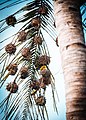 Village Weaver Nest 2.jpg