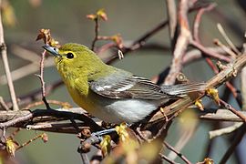 Віреон жовтогорлий, Vireo flavifrons