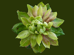 Viridifolia Green Rose
